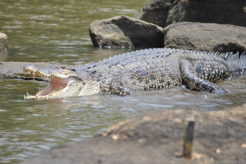 2h Bentota River Safari: Crocs, Monkeys, Mangrove & more