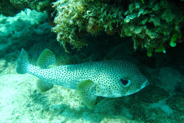 Scuba Diving In Baru Mas Pasadia Playa Tranquila