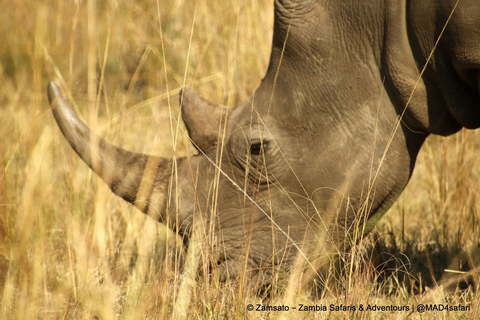 Livingstone: Mosi-oa-Tunya National Park Rhino Tracking Tour