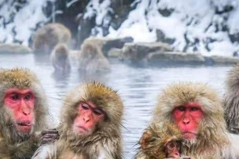 Depuis Tokyo et Nagano : Visite privée de luxe d&#039;une journée pour le singe des neiges