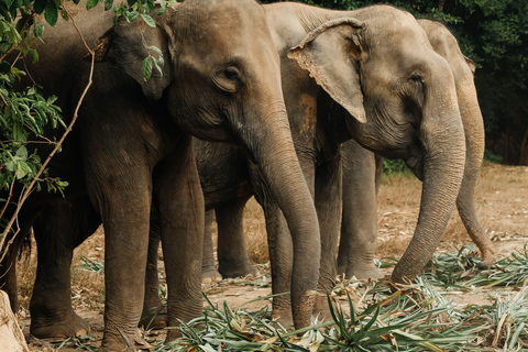 Phuket: Bukit Elephant Park promenad och matningstur