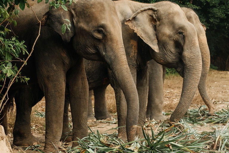 Phuket : Visite à pied du parc des éléphants de Bukit et nourrissage