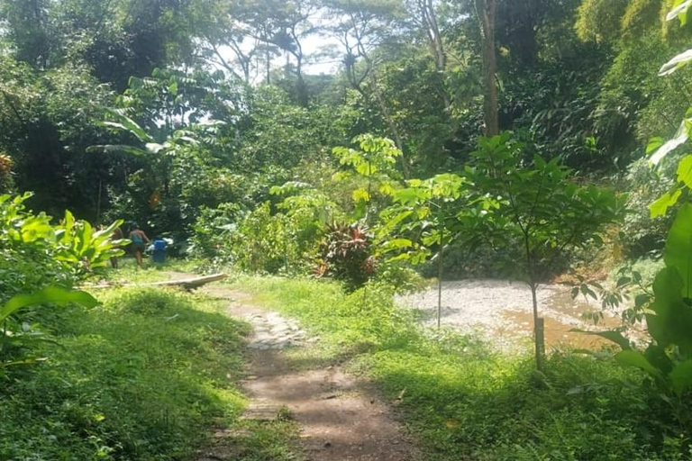 Tobago: Argyle Waterfall Tour with Hotel Pickup