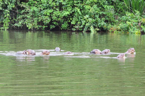 Tambopata Jungle 2D | Monkey Island &amp;Caiman Search