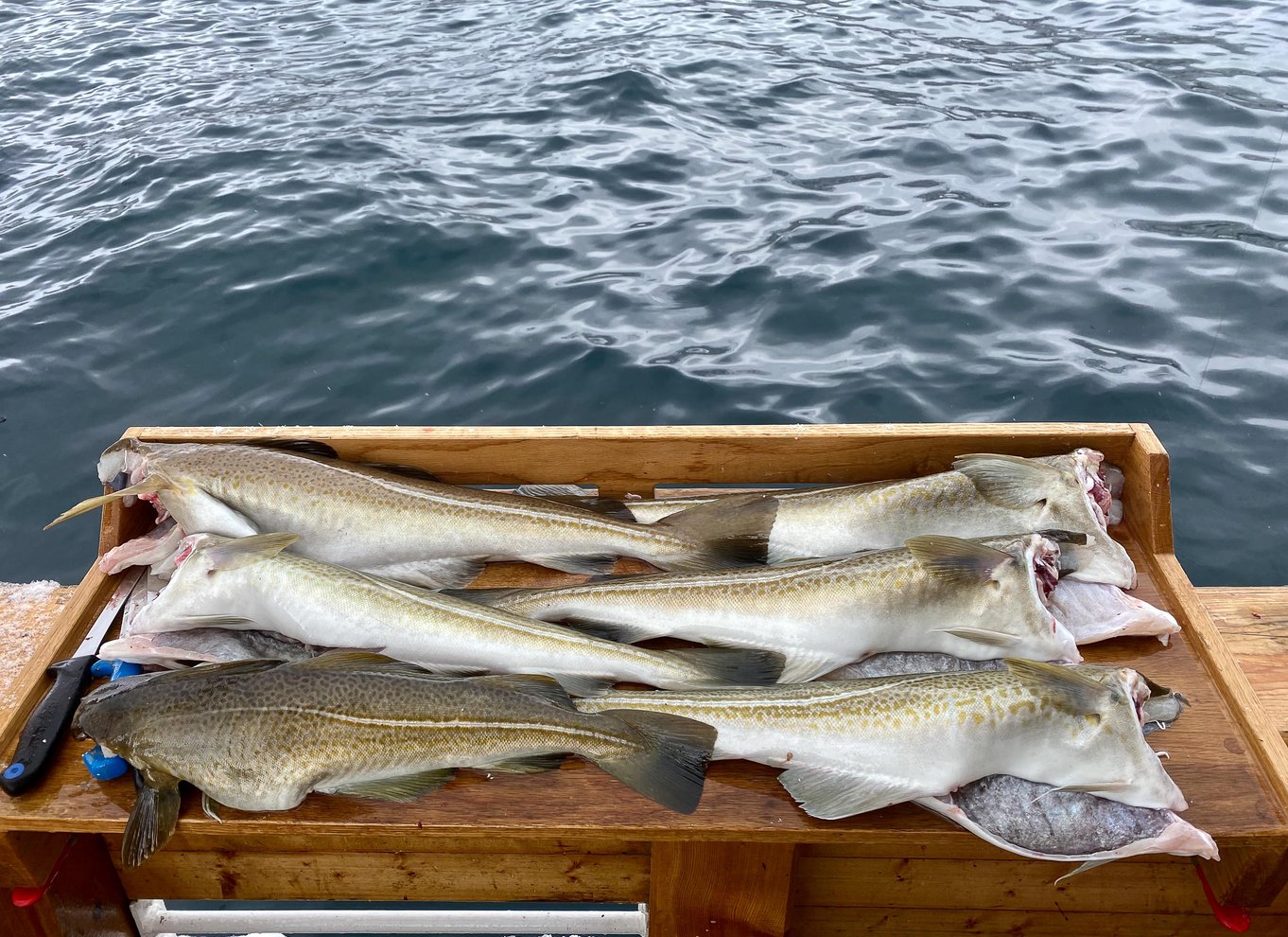 Tromsø: Fiskeri og fjordcruise