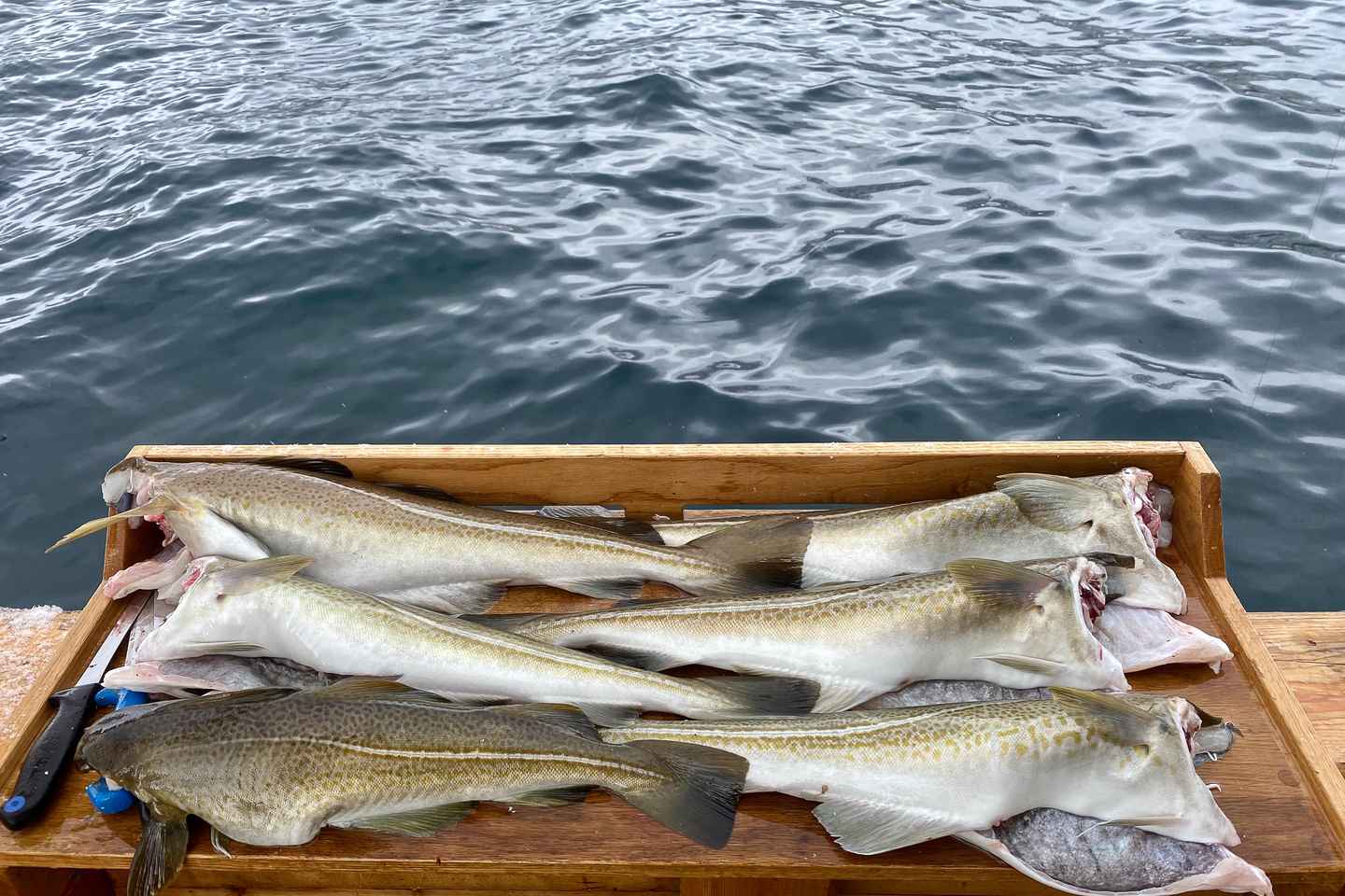 Croisière Pêche aux Fjords à Tromsø