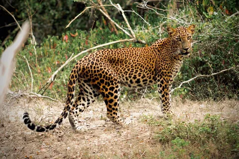 Parque Nacional de Kumana : Safari privado de meio dia em jipe