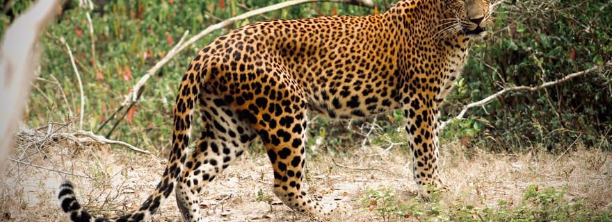 Parc national de Kumana : safari privé d'une demi-journée en jeep