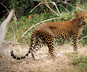 Kumana National Park: privé jeepsafari van een halve dag