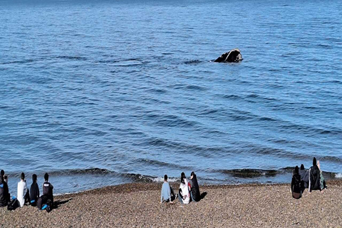 Puerto Madryn: El Doradillo Whale Watching Tour with Pickup