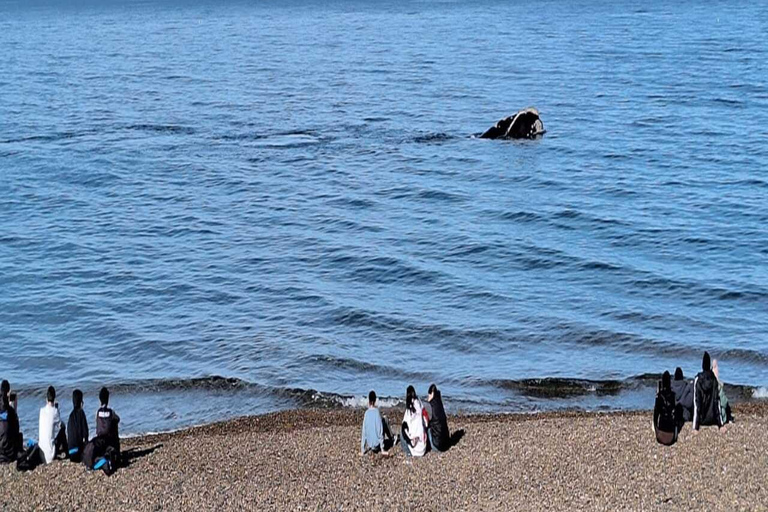 Puerto Madryn: El Doradillo Whale Watching Tour with Pickup