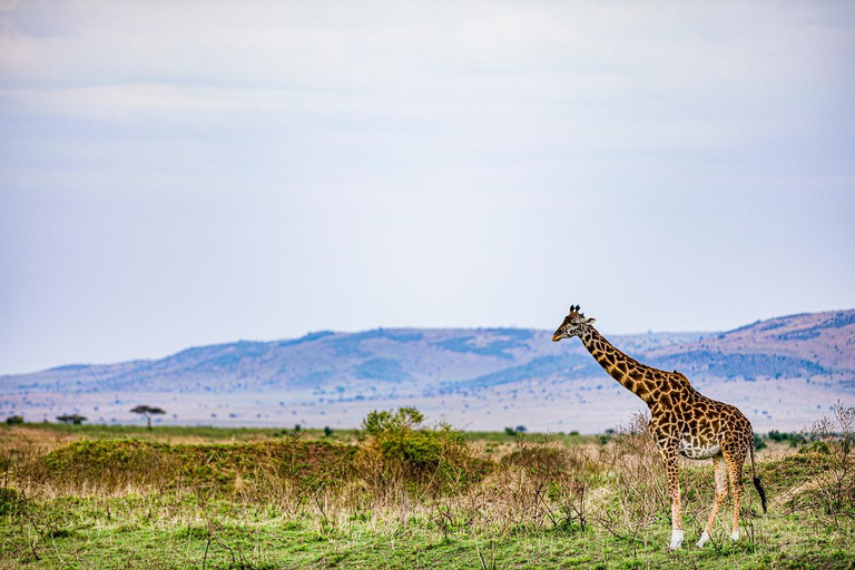 Lago Naivasha e ilha Crescent: Caminhando com animaisCaminhando com animais na ilha Crescent Safári de barco