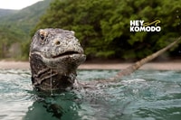 コモドツアー、終日共有旅行6スポットスピードボート - Housity