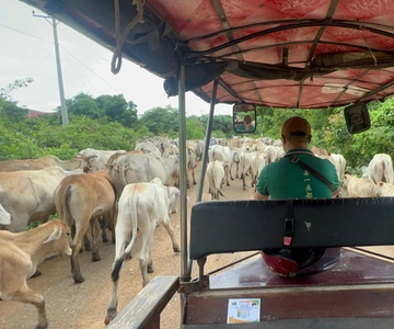 Visita por la tarde a Battambang, zona local y lugares de interés