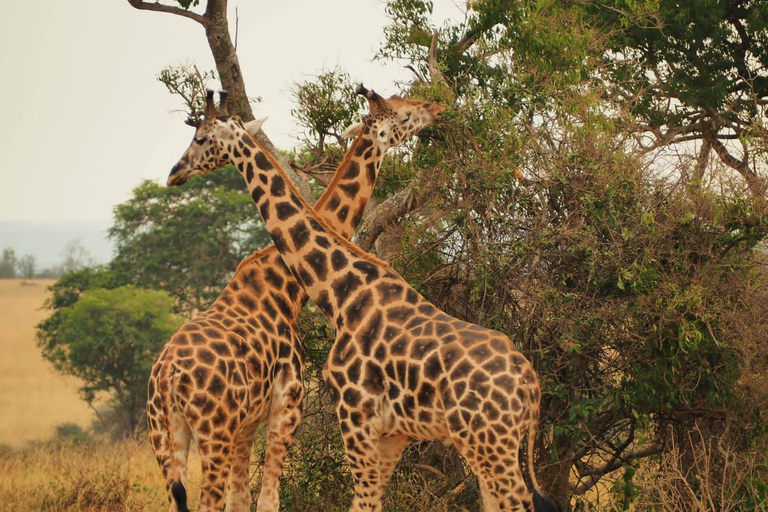 From Entebbe: 3-Day Jinja, Sipi Falls, and Nile River Tour