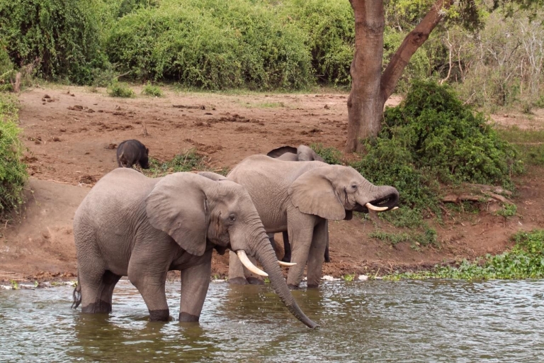 Budget 6-day Safari: Serengeti+Ngorongoro+Tarangire+Manyara
