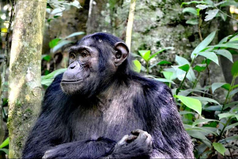 6-Day Kibale, Queen Elizabeth & Murchison Tour