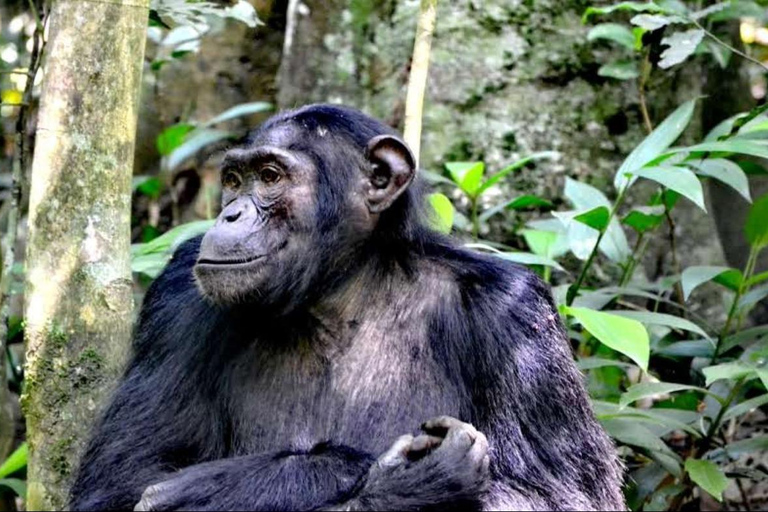 6-Day Kibale, Queen Elizabeth & Murchison Tour