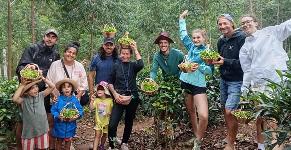 Ella: Ella Tea plantation Tour with Tasting & Snacks