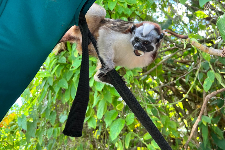 Panamá : Tour en bateau et faune sur le lac Gatun