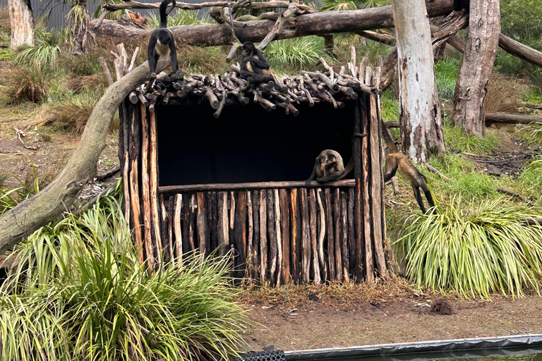 Vanuit Adelaide: Knuffel een Koala en historische Hahndorf Tour