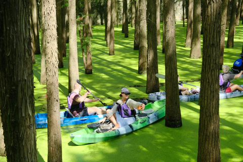Hangzhou: Qingshan Lake(Matcha Lake) Water Forest Experience