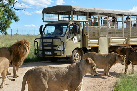 Tour del Parco dei Leoni in veicolo Safari apertoTour del Lion Park in un veicolo safari aperto