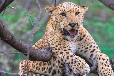 From Delhi: Full-Day Jaipur Tour with Jhalana Safari Tour with Transportation and Guide only