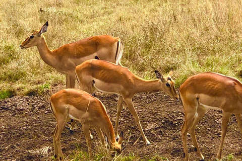 Mombasa/Diani: 2-Day Tsavo East Safari with Meals Private day tour to Tsavo East National Park - VAN