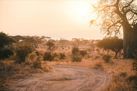 Safári de dois dias em Tarangire e na cratera de NgorongoroGrupo privado com acomodação em acampamento de luxo médio