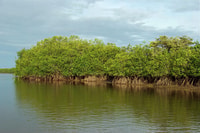 Tumbes, Santuario Nazionale di Mangrove - Hizvo