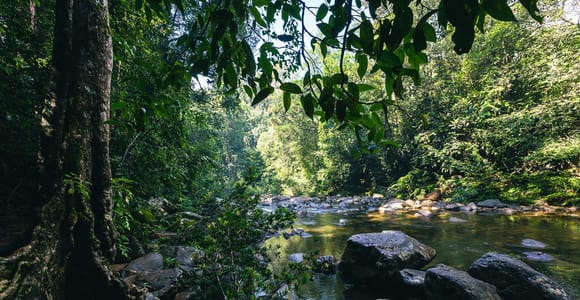 From Ambalangoda: Sinharaja Rainforest and Neluwa Day Trip