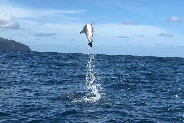 Corvo Island: Full Tour with Boat, Transfers, and Guide Corvo Island: Full Tour with Boat, Transfers, and Guide Included