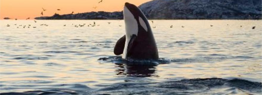 Skjervøy : excursion en zodiac pour observer les baleines (sans transfert depuis Tromsø)