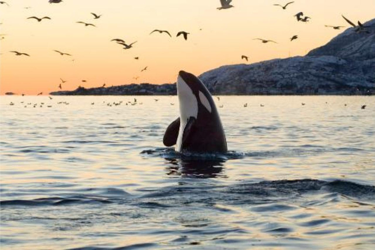 From Tromsø: Skjervoy Whale Watching RIB Boat Tour