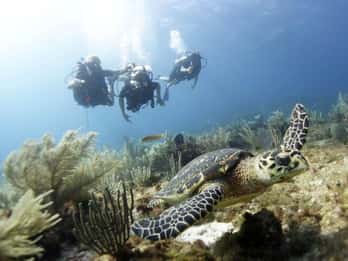 PADI Discover Scuba Diving для дайверов без сертификата