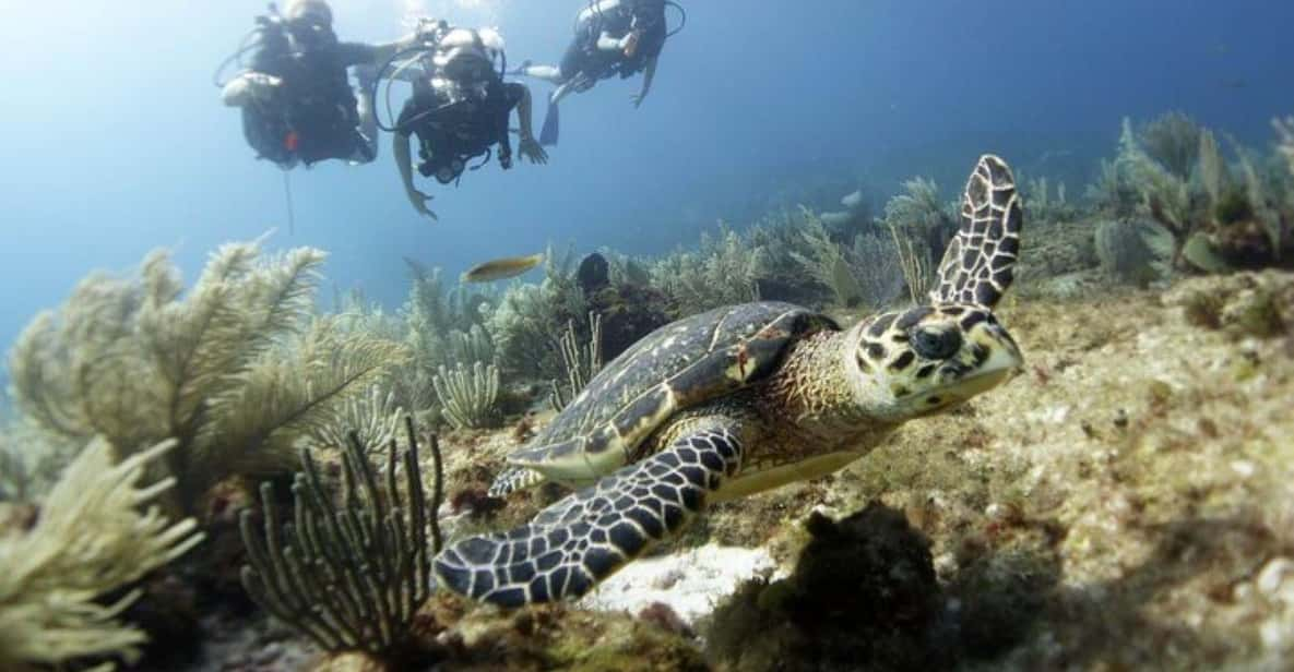 Discover Scuba Diving - No Certification Required!