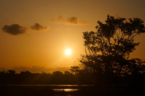 Polonnaruwa Ancient City & Minneriya Safari Full-Day Tour