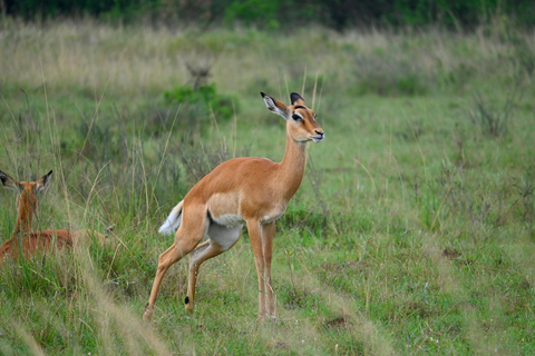 Mwea National Reserve Full-Day Safari from Nairobi