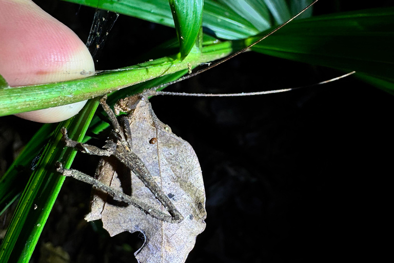 Monteverde: Night Tour with Night Vision Goggles