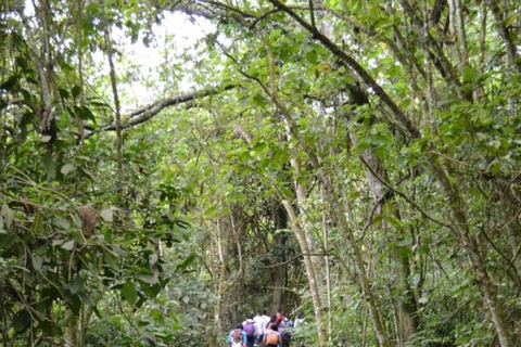 Bogotá: Explore a floresta e observe os pássaros no Parque Natural ChicaqueBogotá: Explora a floresta e a observação de aves no Parque Natural de Chicaque