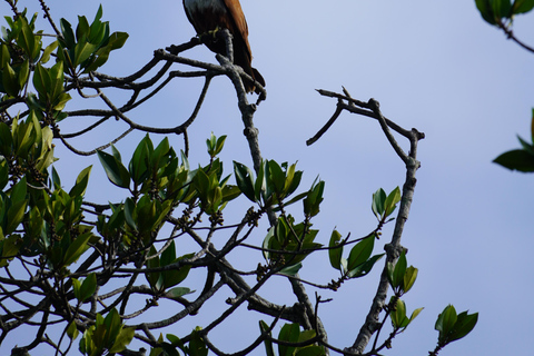 Private Bentota River Safari Tour with Pickup