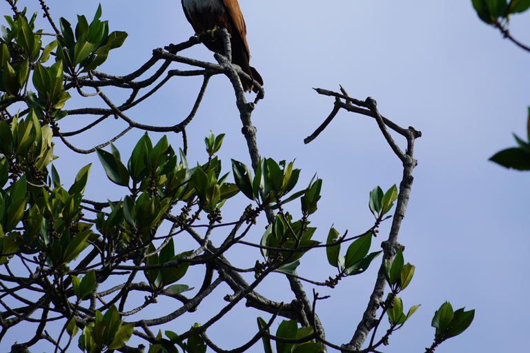 Private Bentota River Safari Tour with Pickup