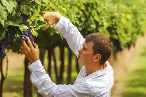 Firenze: Calpestio dell'uva toscana, pranzo e degustazione di vini