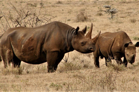 Przejażdżka safari w parku Nairobi, sierociniec dla słoni i centrum żyraf