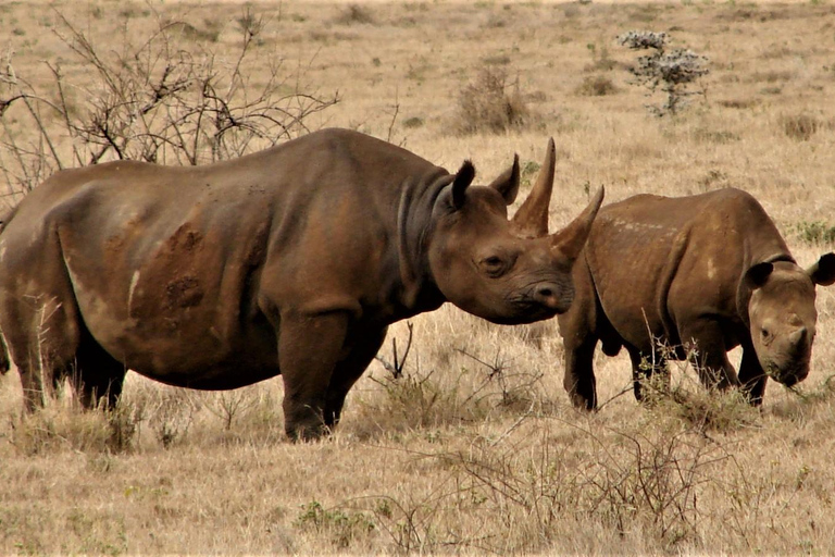 Przejażdżka safari w parku Nairobi, sierociniec dla słoni i centrum żyraf