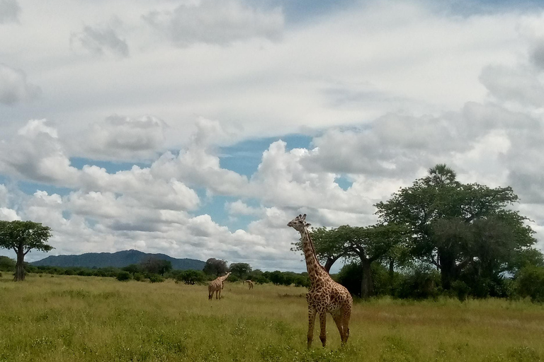 3 Tage Mikumi Safari: Luxus-Transfer & offene Jeeps erkundenMikumi Safari: Luxus-Transfer & Erkundung im offenen Jeep