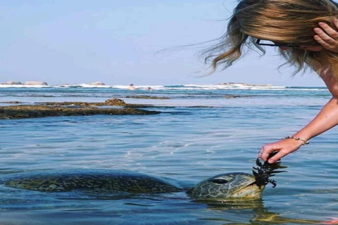 Colombo: Fuerte de Galle, Río Madu y Tortugas Tour privado de un día