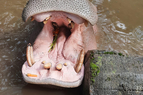 Jakarta : Taman Safari, Pandapalatset och vattenfall