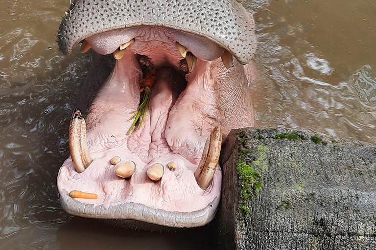 Jakarta : Taman Safari, Pandapaleis en Waterval